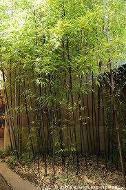 We appreciate constructive criticism and are. This Is A Good Example Of My Concern Compare The Right Side Of The Photo With The Left Where The Backgrounds Mim Bamboo Landscape Bamboo Garden Bamboo Hedge