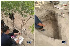 Zizyphus jujube the jujube trees fruit is commonly referred to as a chinese date. Sustainability Free Full Text Assessing The Performance Of The Wofost Model In Simulating Jujube Fruit Tree Growth Under Different Irrigation Regimes