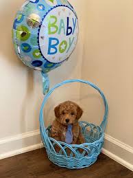 Designer breed small puppies for sale and dogs for adoption in alabama, al. Designer Pups Of Alabama