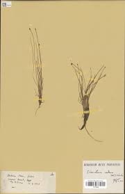 Image result for Eleocharis caduca