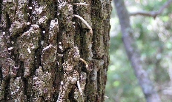 Caring for Lightning-Struck Trees - Alabama Cooperative Extension System