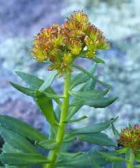 Image result for Afrosciadium rhodesicum