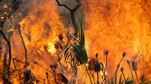 St. Lucie brushfire off Indrio Road now contained