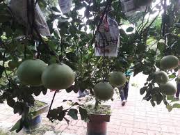 Kohalik ilm ladang bukit tambun. Parking Lot In Front Of Their Shop Picture Of Go Chin Pomelo Nature Park Ipoh Tripadvisor
