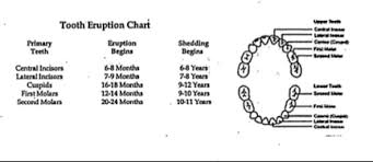 Tooth Development Chart Uniontown Pa Geshay Pediatric