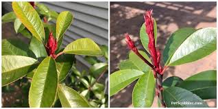 Hedges and screens are ideal for fencing, privacy, windbreaks, shelter, living division, screening off large buildings and unsightly surroundings. Red Tip Photinia Is One Of My Favorite Evergreens Garden Sanity By Pet Scribbles
