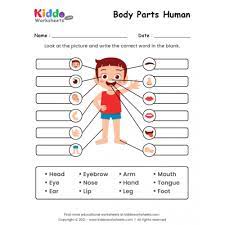 free printable body parts worksheets kiddoworksheets
