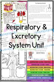 Respiratory And Excretory System Human Body Unit Activities Human Body Unit Excretory System Human Body Science