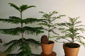 Pines are one of the classic tree genera used for bonsai throughout the world, however they are also one of the most difficult to understand how to style and prune. Caring For Norfolk Island Pines Sunday Gardener