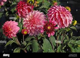 Image result for Dahlia sp. (cultivar)