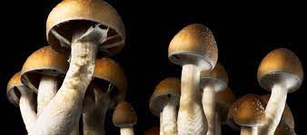 Long Term Effects Of Shrooms Effect On Mind And Body Sober Nation