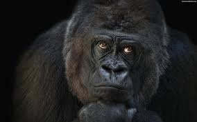 Black Gorilla Thinking Jpg 1680 1050 Gorilla Animals Animals Wild