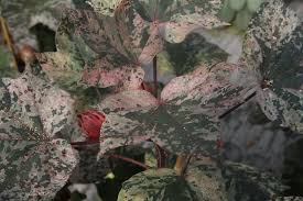 Image result for Gossypium triphyllum