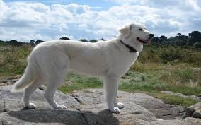 Check spelling or type a new query. All About Maremma Sheepdog Origin Behavior Trainability Puppy Price Health Facts