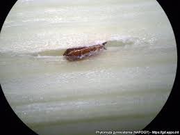 Image result for phytomyza gymnostoma