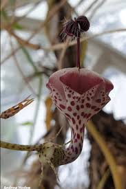 Image result for Ceropegia meyeri