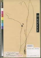 Image result for Pycreus elegantulus