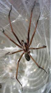 Spiders are closely related to mites, ticks and scorpions and are collectively known as arachnids. Giant House Spider Wikipedia
