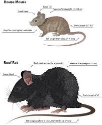 Image Result For Rats Vs Mice Rat Control Mouse Rat House Mouse