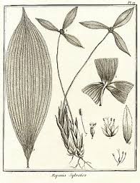 Image result for Mapania