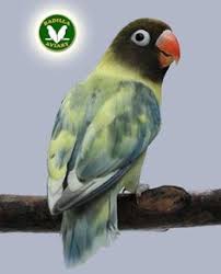 Masteran burung kicauan, terutama lovebird dengan menggunakan media audio mp3 tentunya menjadi daya tarik tersendiri dari kalangan kicaumania indonesia untuk melakukannya. 49 Lovebirds Ideas Pet Birds Beautiful Birds Love Birds