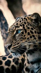 Tiger Dangerous Sight Animals Animals Wild Animals Beautiful