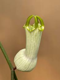 Image result for Droguetia iners