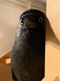 Corvid Isle On Twitter Creepy Animals Funny Birds Animals