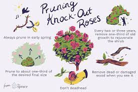 Recommended easy to grow roses. How To Prune Shrub Roses And Knock Out Roses