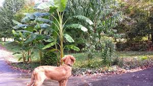 I got to the bottom of all trees but the roots that were previously attached to the bottom of the trees are still seen in the dirt. Growing Banana Trees In Zone 6