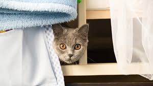 They're all neutered, all from shelters or. What Should I Do When My Cat Goes Into Hiding