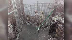 We did not find results for: Local Kennel Forced To Shut Down After Failing Inspection Has 2 Weeks To Remove Animals Wsbt