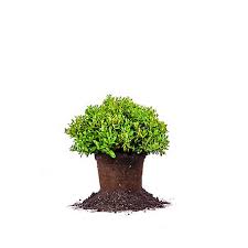 Most carissa holly plants are kept. Perfect Plants Carissa Holly 1 Gal Size Tsc0034 At Tractor Supply Co