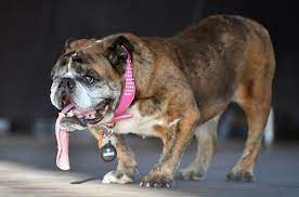 English Bulldog Wins 2018 World's Ugliest Dog Competition | Teen Vogue
