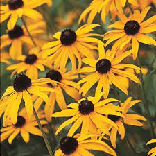 Spring Hill Nurseries Black Eyed Susan Rudbeckia Yellow Flowering Perennial Live Bareroot Plant 3 Pack 00349 The Home Depot Spring Hill Nursery Black Eyed Susan Perennial Plants
