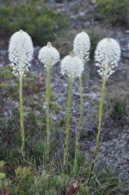 Image result for Rhinacanthus xerophilus