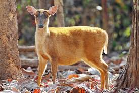 Birds can also be a highlight of a night safari. Meet 6 Small And Bizarre Deer Species Cool Green Science