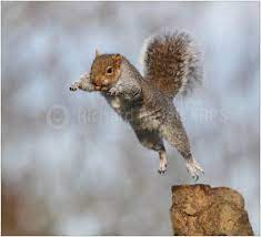 Yippeeee Eastern Gray Squirrel Pet Birds Squirrel