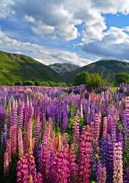 Panoramio Photo Of Lupin Fields South Island New Zealand Nature Photography Beautiful Photography Nature Beautiful Nature