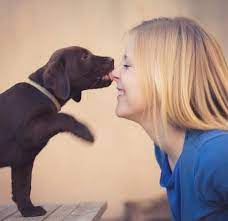 Why Is My Dog Licking Me Tips To Identify And Alleviate Problem Licking