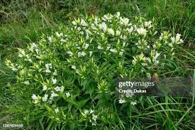 Image result for Gentiana asclepiadea alba