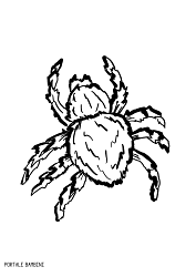 Ma non solo disegni da colorare per bambini: Disegni Di Ragni Da Stampare E Colorare Gratis Portale Bambini