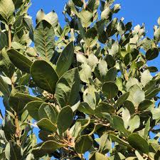 Image result for Laurus