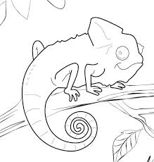 Then, color it with your crayons or your paints! Chameleon Coloring Pages Best Coloring Pages For Kids Zoo Animal Coloring Pages Animal Coloring Pages Chameleon Color