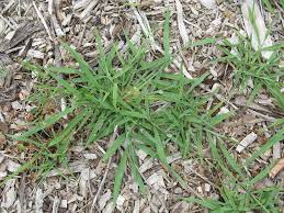 Image result for Paspalum