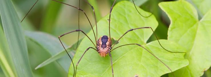 Minnesota Profile: Daddy longlegs (Opiliones species) | July–August 2024 |  Minnesota Conservation Volunteer | Minnesota DNR