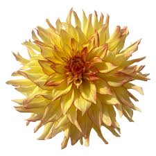 Image result for Hartliella