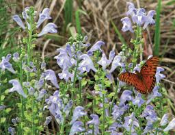 Image result for Scutellaria schweinfurthii