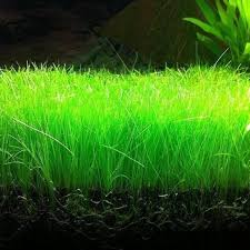 Dwarf Hair Grass Seeds - 50 Seeds - Aquarium Grass - Ox Hair Grass -  Walmart.Com
