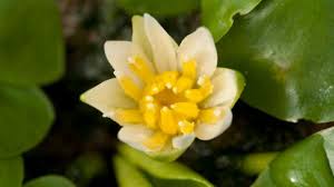 Image result for Nymphaeaceae